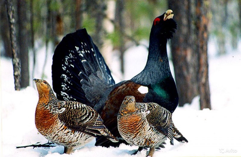Глухарь (Tetrao urogallus)