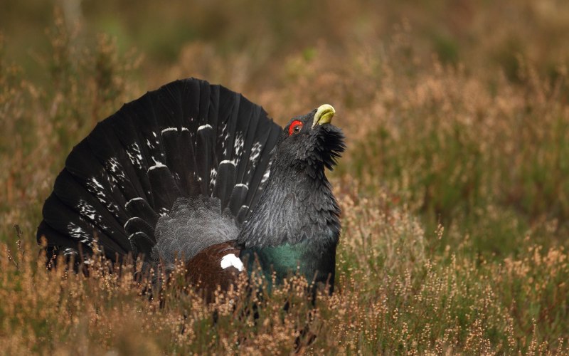 Capercaillie Bird