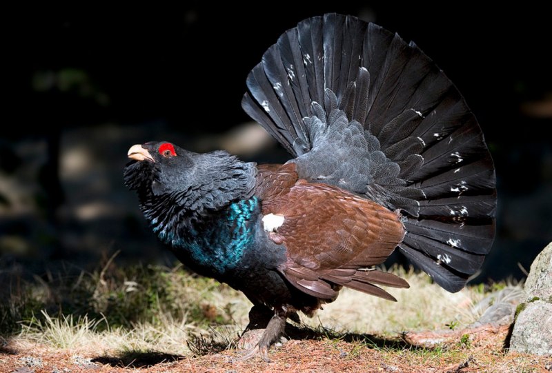 Глухарь (Tetrao urogallus)