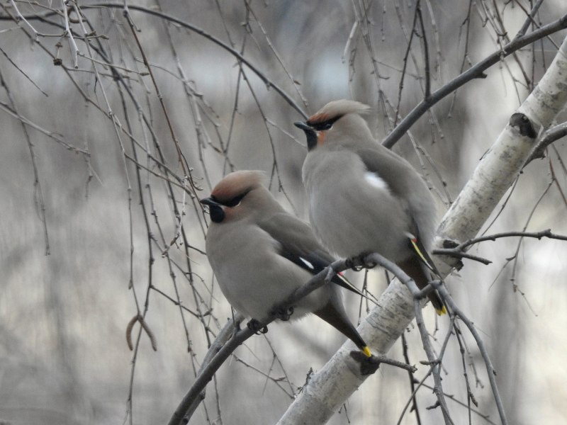 Свиристель самка птица зимой самец (64 фото)