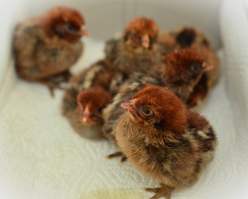 Galliformes птенцы