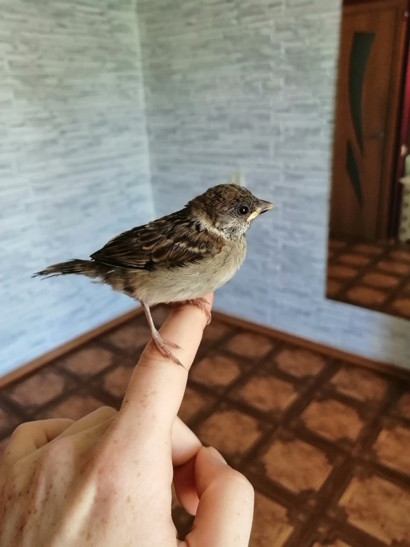 Маленький Воробей