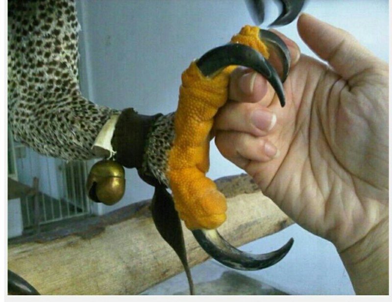Когти хищных птиц