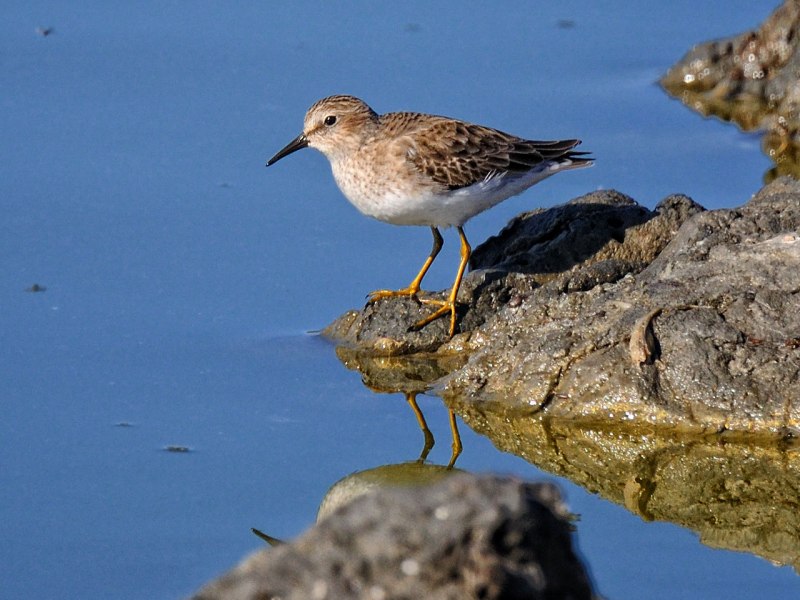 Flying Sandpiper