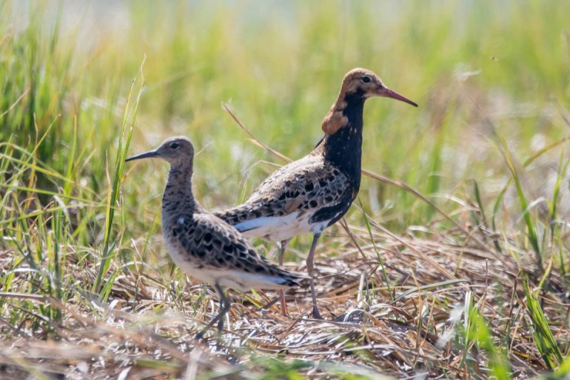 Турухтан (Philomachus pugnax)