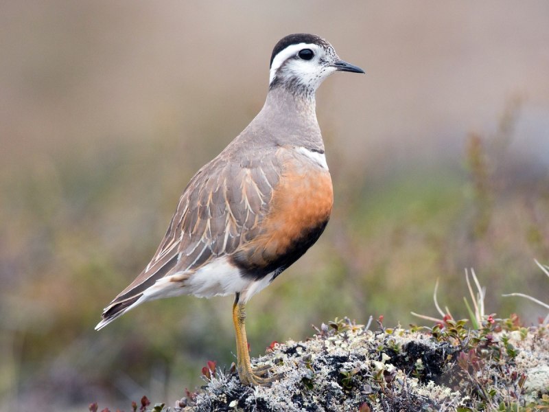 Phegornis mitchellii