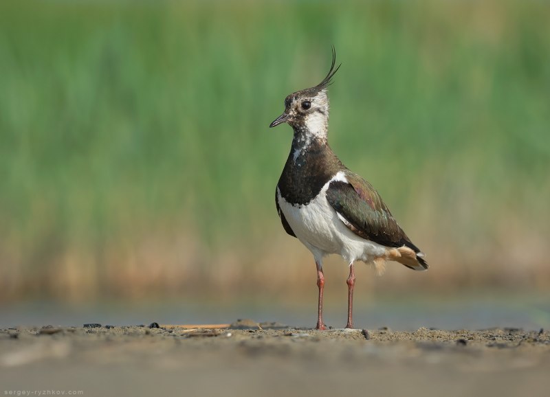 Чернозобик Calidris Alpina