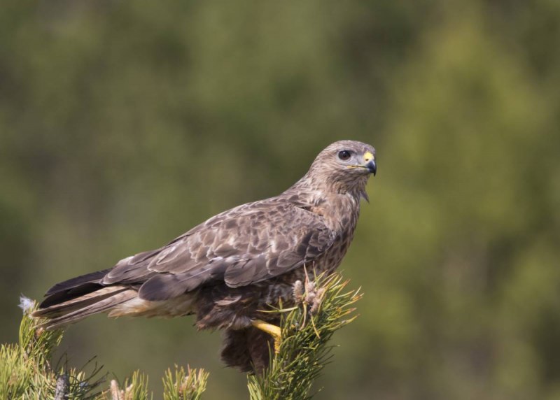 Обыкновенный канюк Buteo Buteo