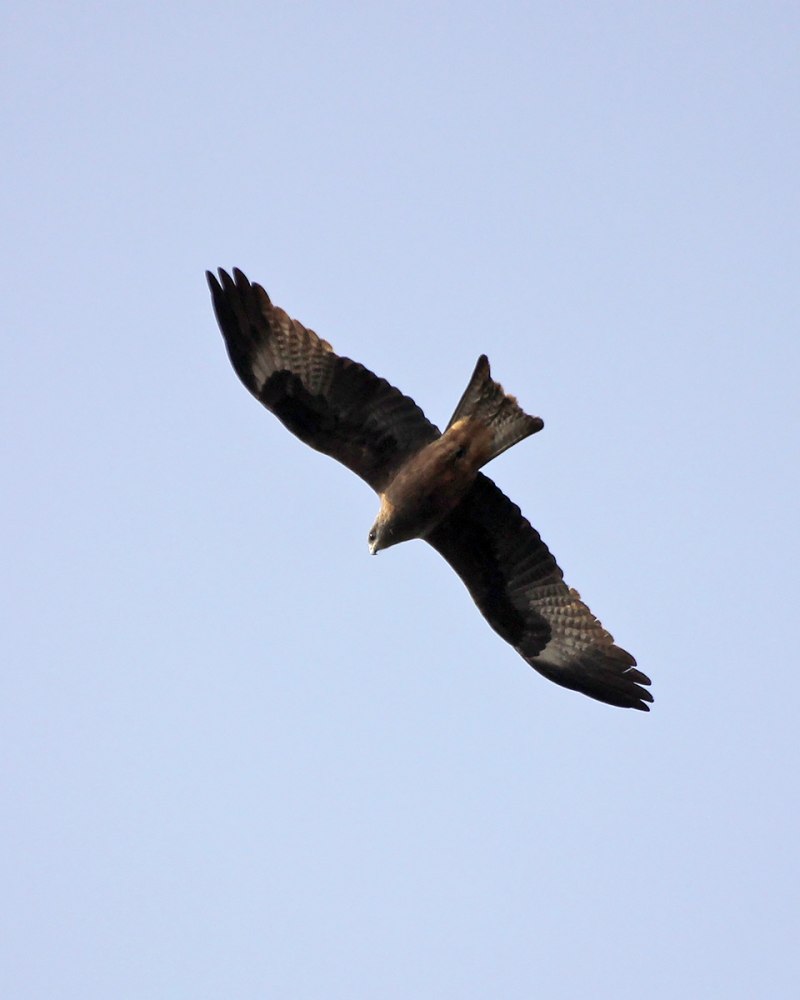Обыкновенный канюк Buteo Buteo