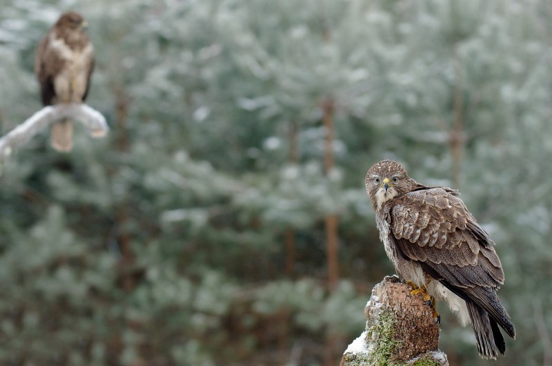 Лесной канюк (Buteo trizonotus)