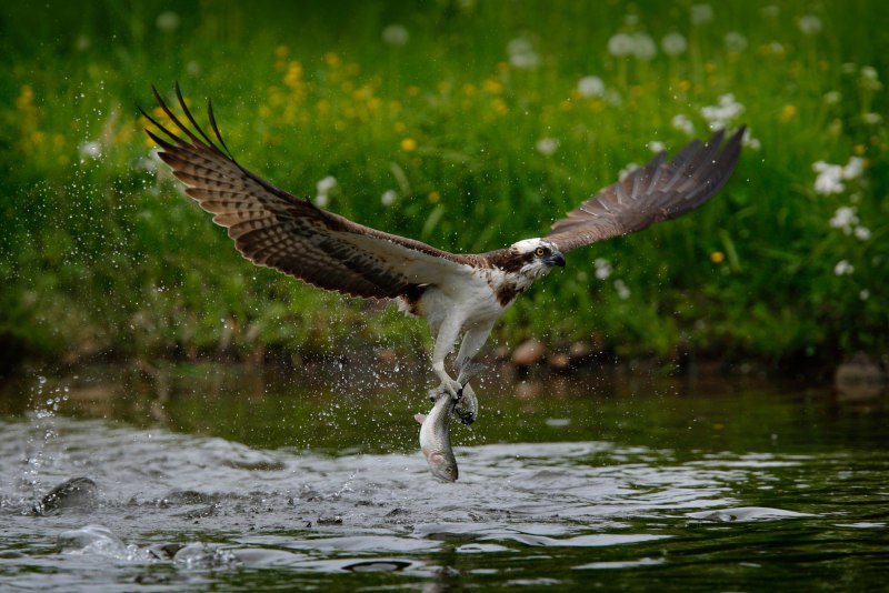 Osprey catching Fish