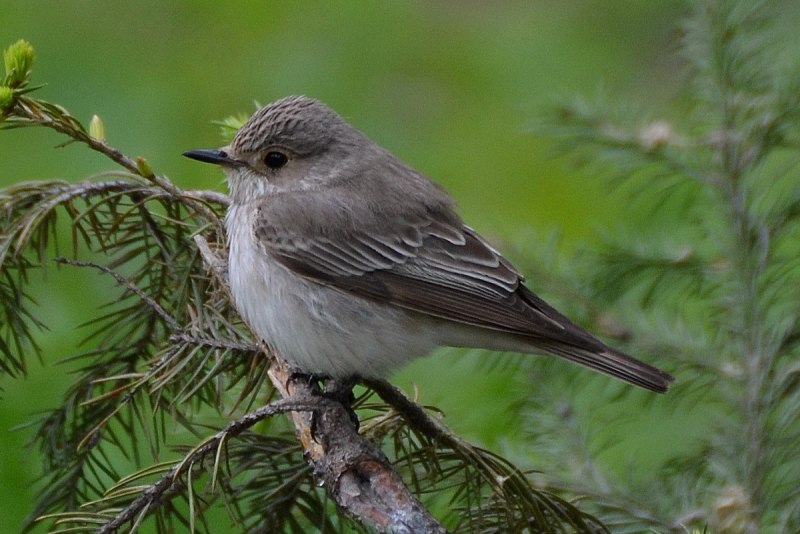 Мухоловка серая – Muscicapa striata (Pallas, 1764)