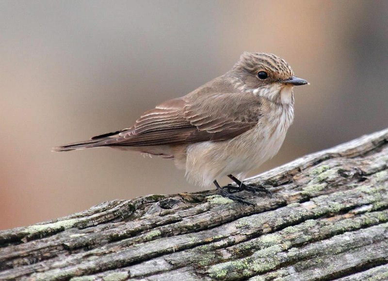 Серая мухоловка (Muscicapa striata)