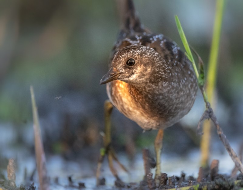 Пастушок Rallus aquaticus