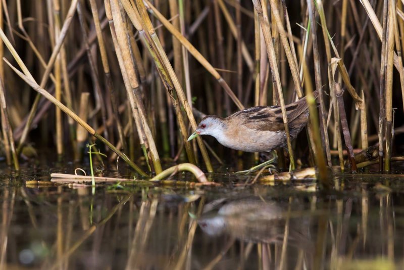 Baillon Crake