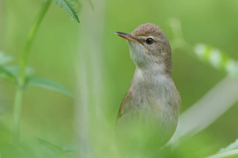 Садовая камышевка – Acrocephalus dumetorum