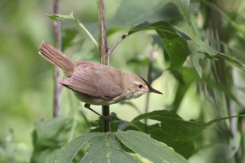 Садовая камышевка – Acrocephalus dumetorum