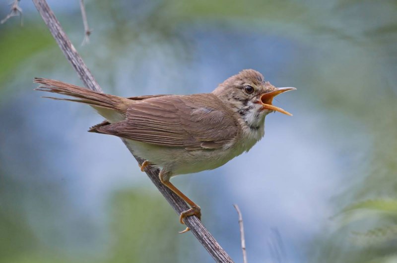 Садовая камышевка – Acrocephalus dumetorum