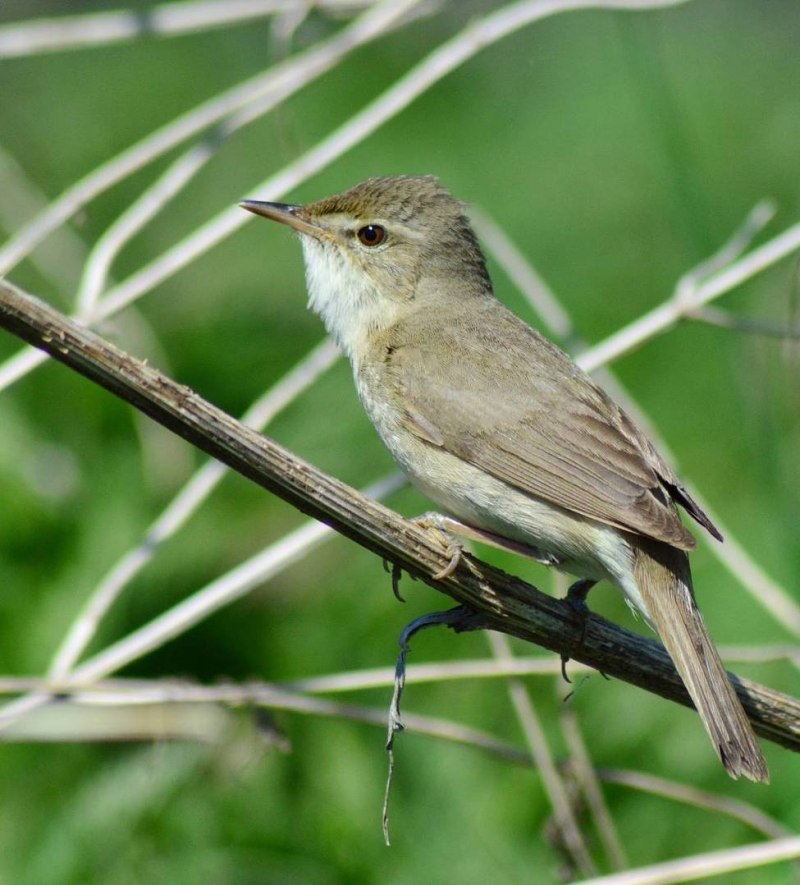 Acrocephalus dumetorum