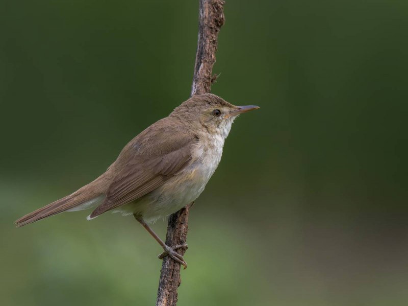 Садовая камышевка (Acrocephalus dumetorum) ареал