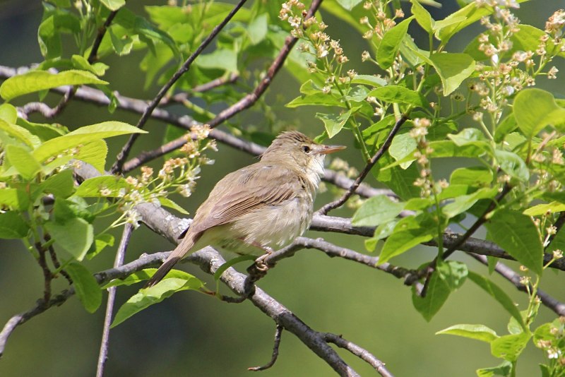 Acrocephalus dumetorum