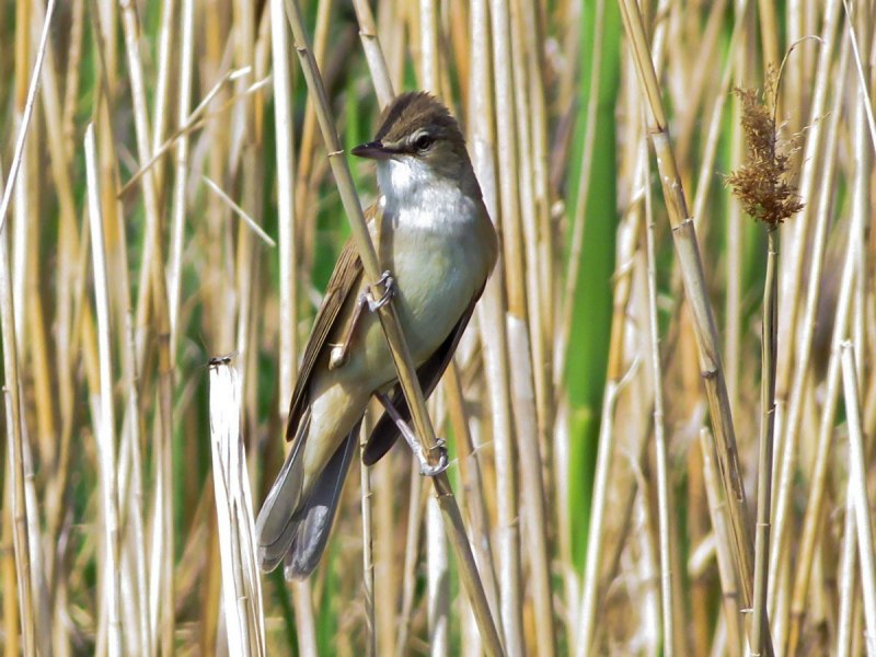 Серия: птицы Камышовка Садовая(Garden Warbler)
