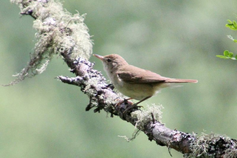 Садовая камышевка – Acrocephalus dumetorum
