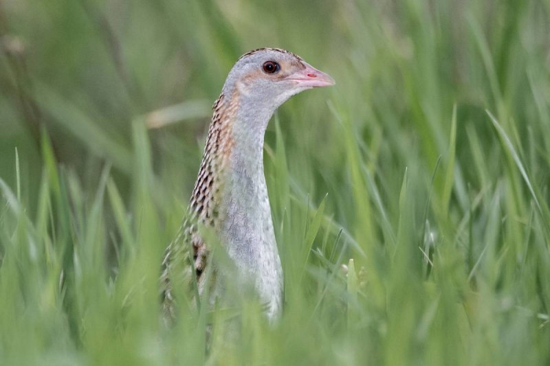 Коростель – Crex Crex