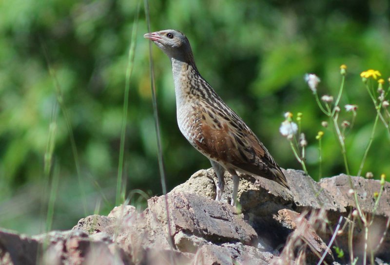 Коростель, или Дергач (Crex Crex)