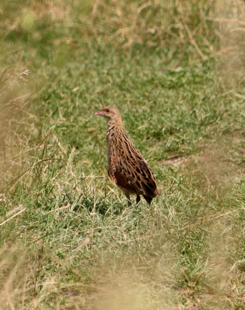 145. Коростель (Crex Crex)