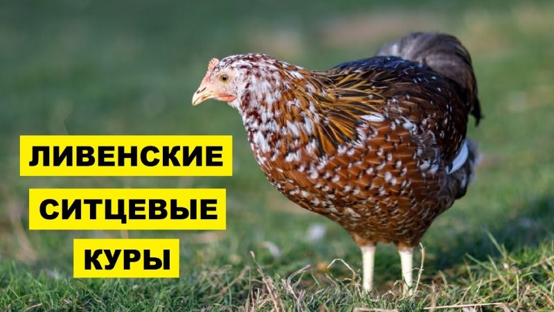 Ливенская ситцевая порода