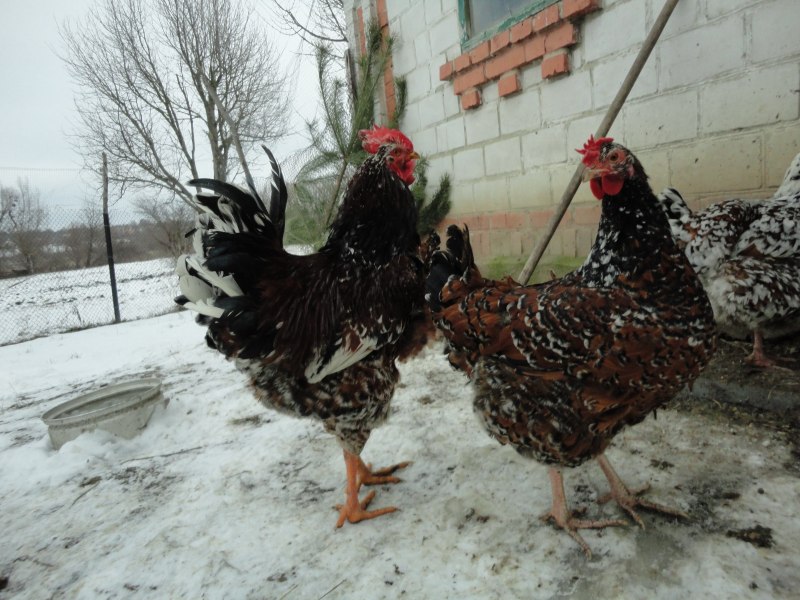 Породы кур несушек Орловские