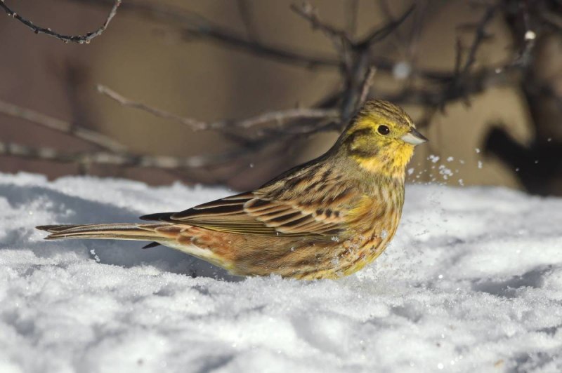 Emberiza citrinella