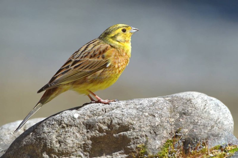 3. Овсянка обыкновенная (Emberiza citrinella),