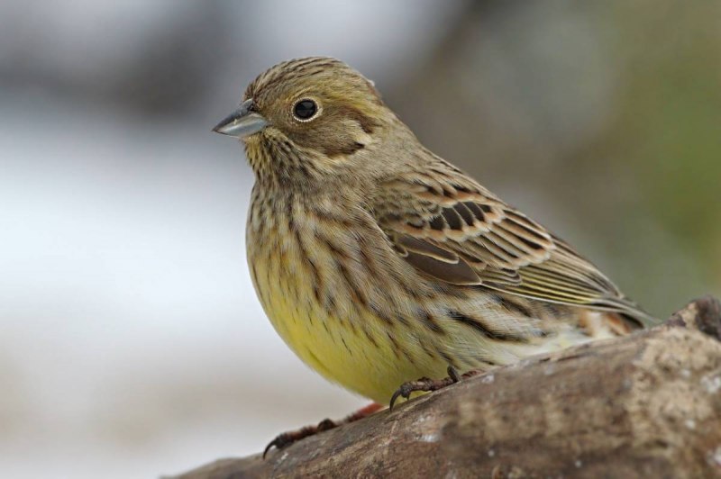 Emberiza fucata