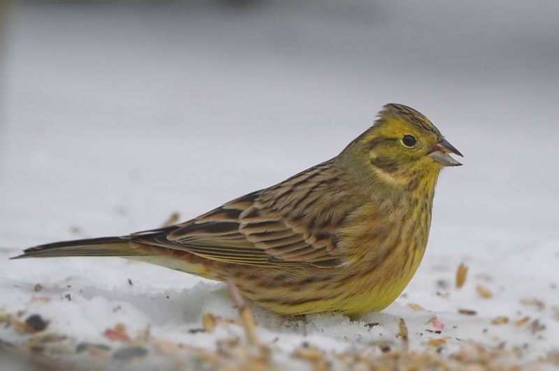 Овсянка Горная (Emberiza CIA)
