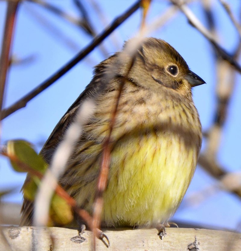 Emberiza citrinella