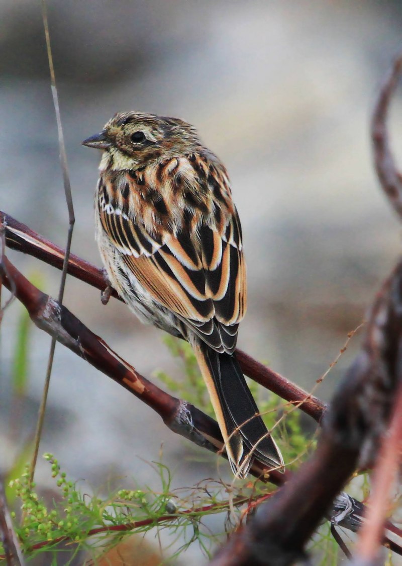 Emberiza citrinella