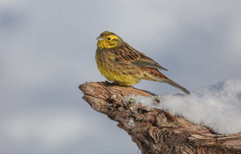Emberiza citrinella