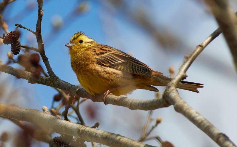3. Овсянка обыкновенная (Emberiza citrinella),