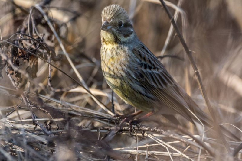 Обычную овсянку (Emberiza citrinella).