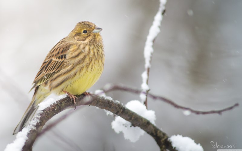 Овсянка Горная (Emberiza CIA)