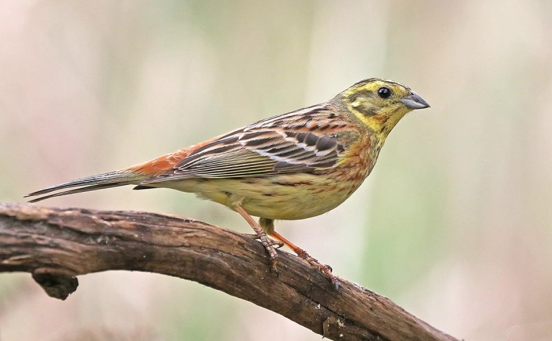 3. Овсянка обыкновенная (Emberiza citrinella),