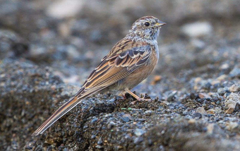 Emberiza citrinella