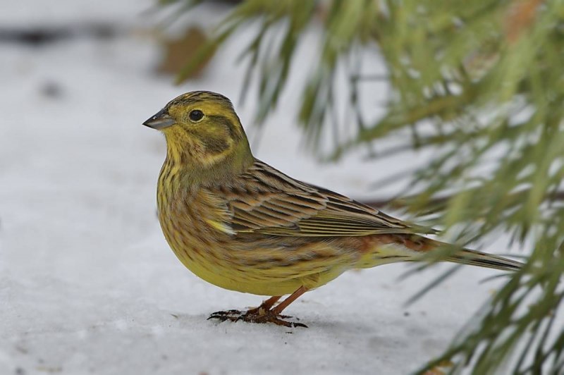 Emberiza striolata