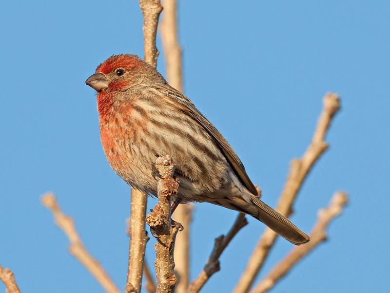 Haemorhous mexicanus