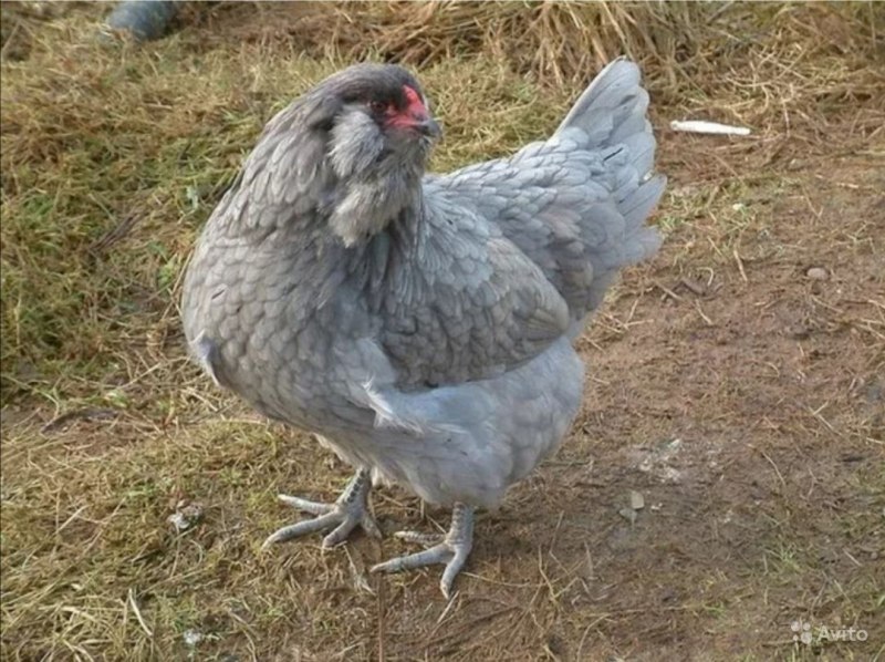 Амераукана голубая