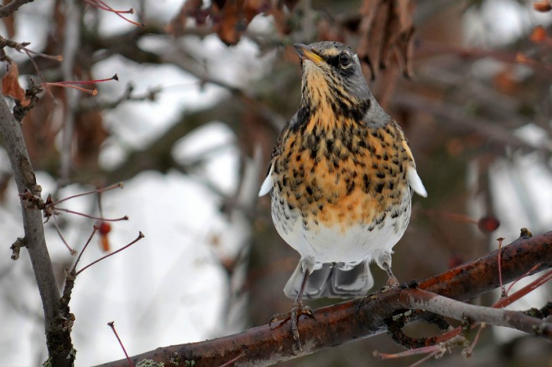 Птиц дроздов зимой (87 фото)
