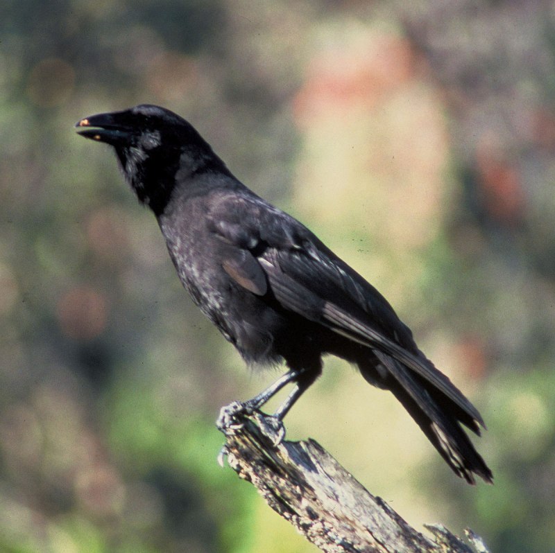Corvus fuscicapillus