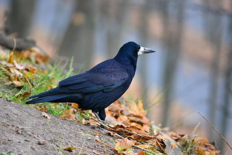 Черный ворон Corvus Corax
